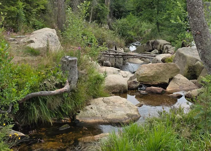 公寓 Modernes Harz Ueber Den Baumspitzen 布劳恩拉格